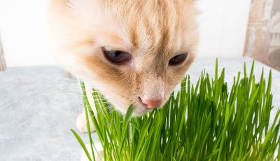 Chat mange de l'herbe
