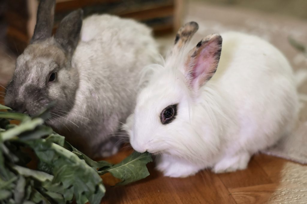 Est-ce que le lapin sent mauvais ?