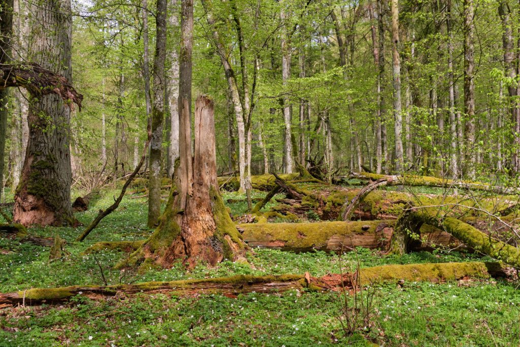 Comment se font l’achat et la vente de forêt en France ?