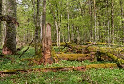 Comment se font l’achat et la vente de forêt en France ?