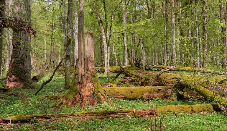 Comment se font l’achat et la vente de forêt en France ?